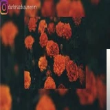 Оğузхан Бозок